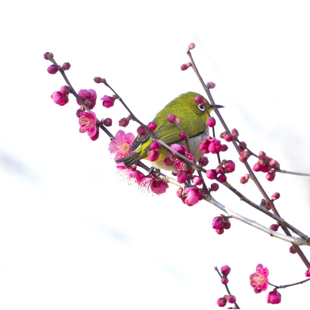 梅の花籠のメジロちゃん