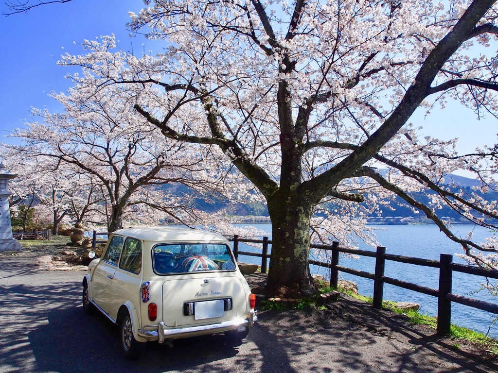 miniとサクラ