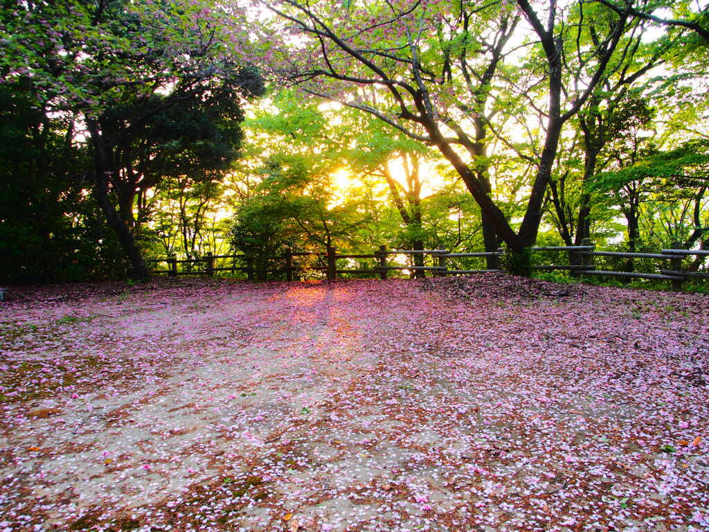 夕陽