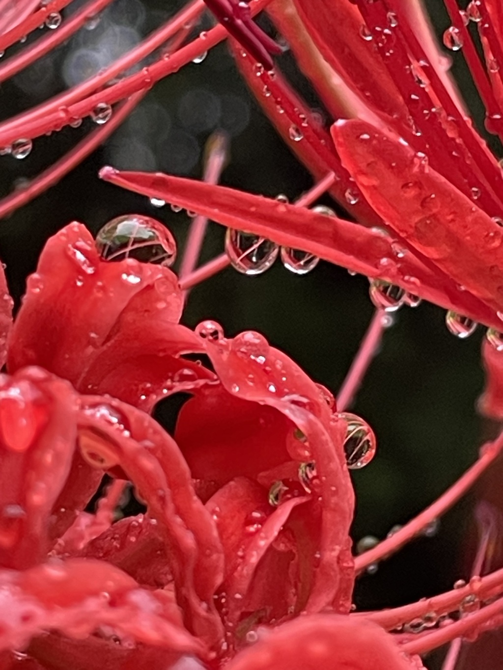 雨粒