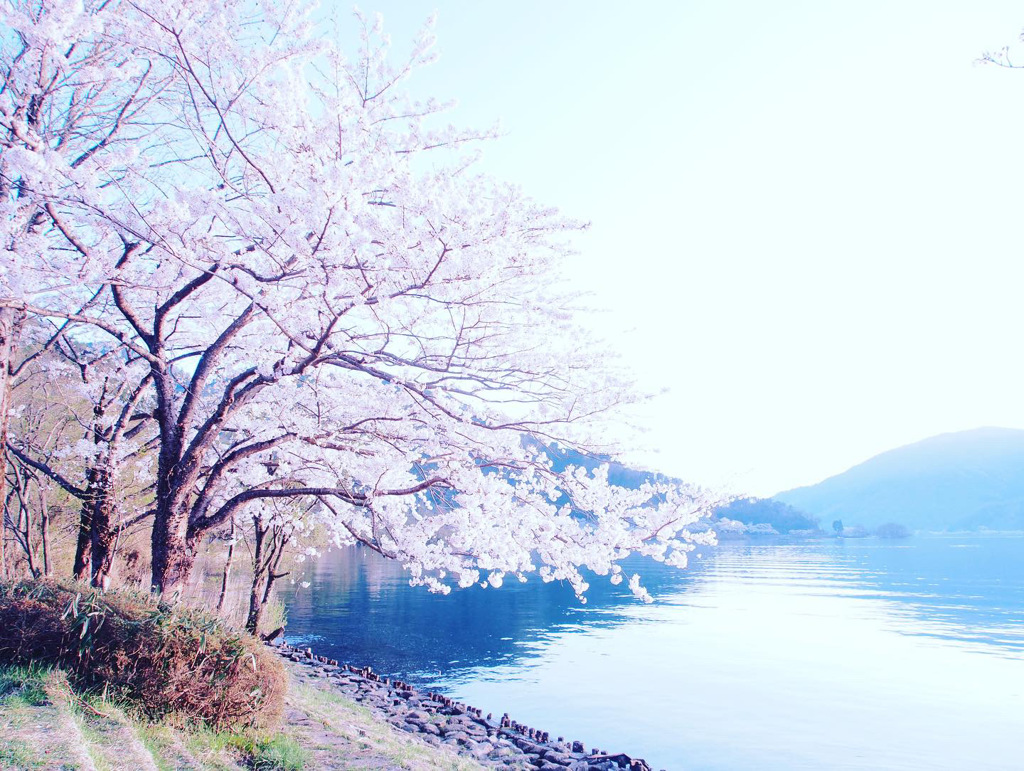 湖畔の桜