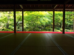 新緑の圓光寺