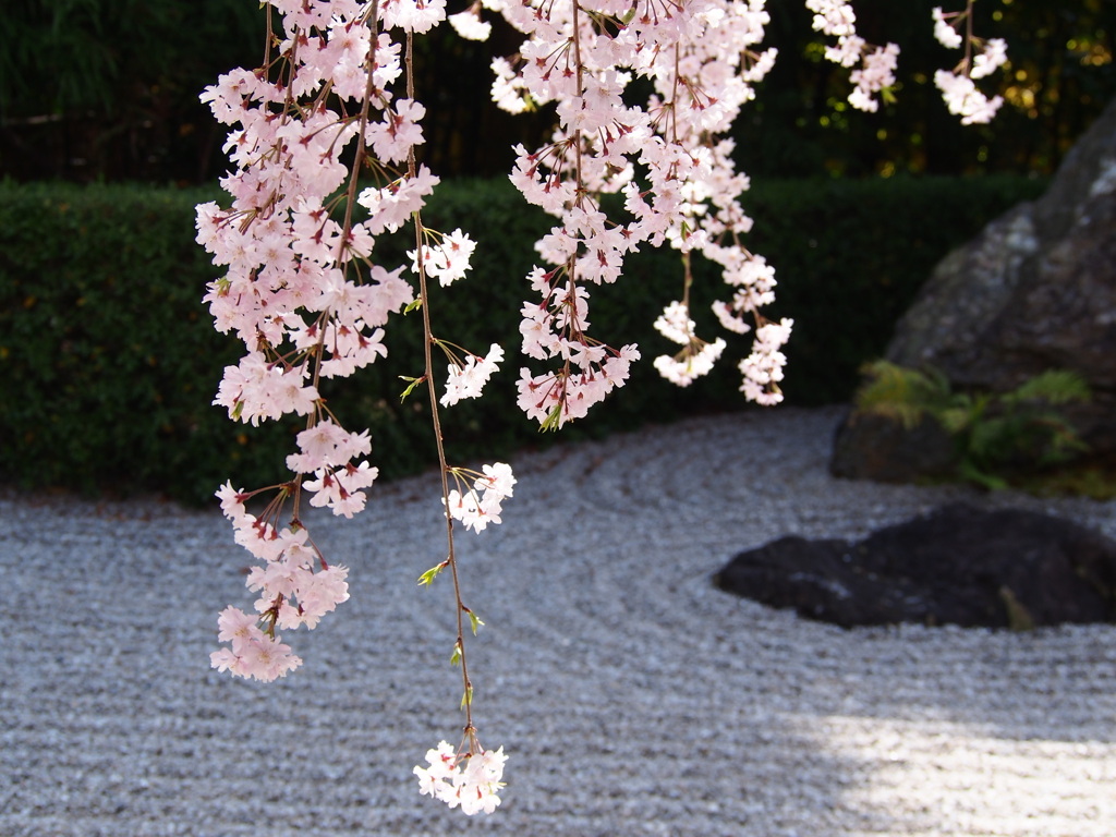 古都の桜