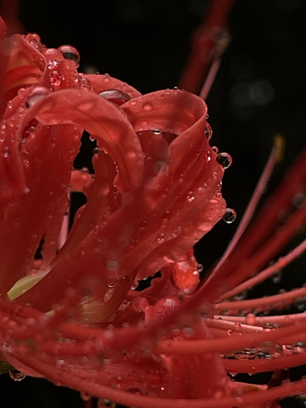 曼珠沙華