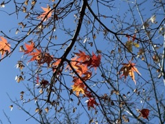 青いキャンパスで