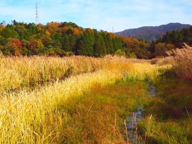 中池見湿地