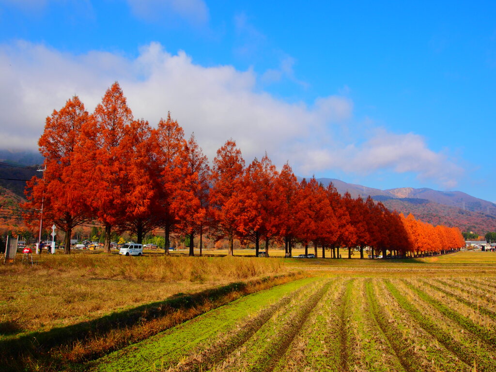 紅葉