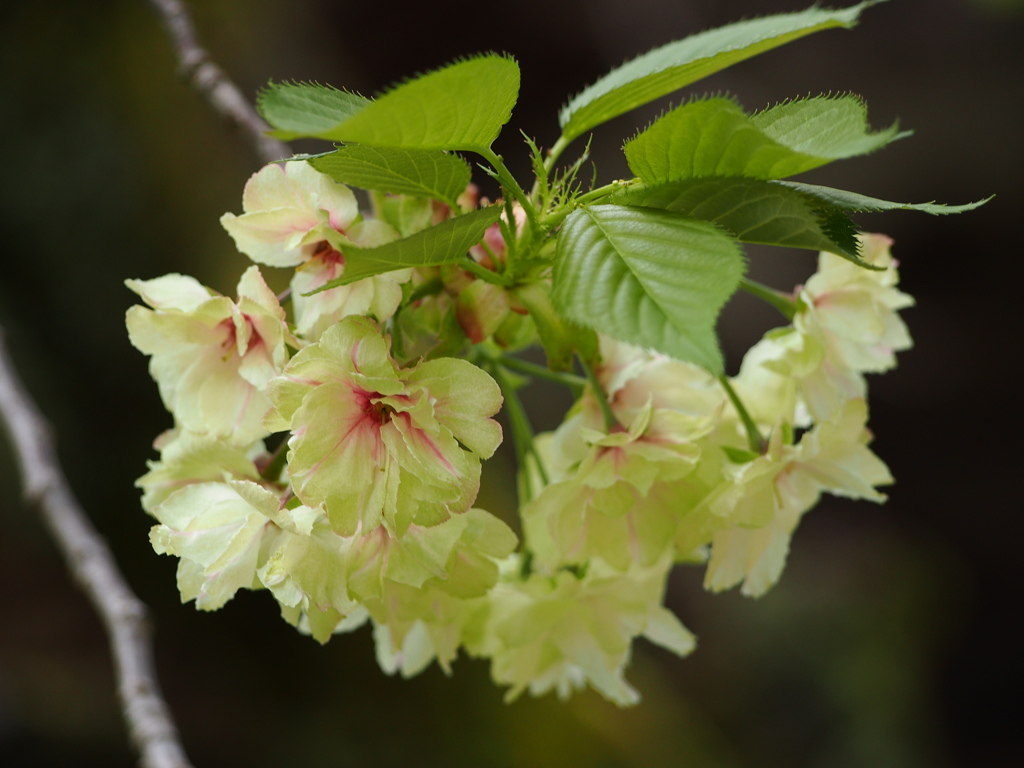 西福寺　鬱金桜