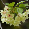 西福寺　鬱金桜