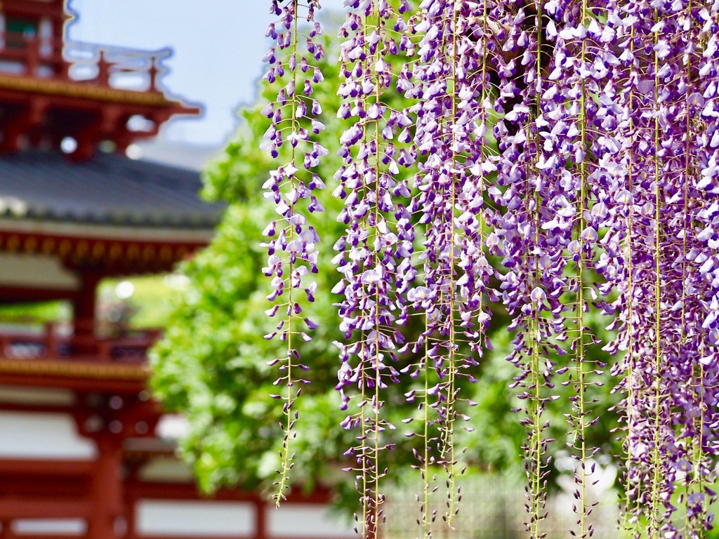 平等院の藤