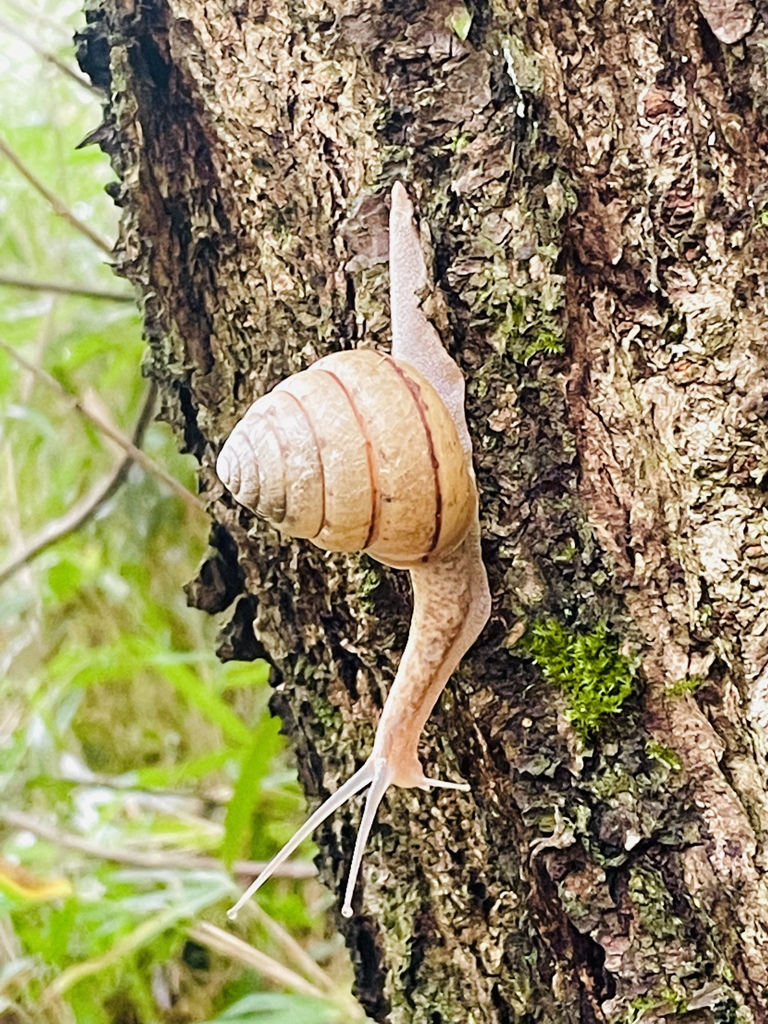 マイマイ