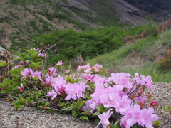 阿蘇山　ミヤマキリシマ