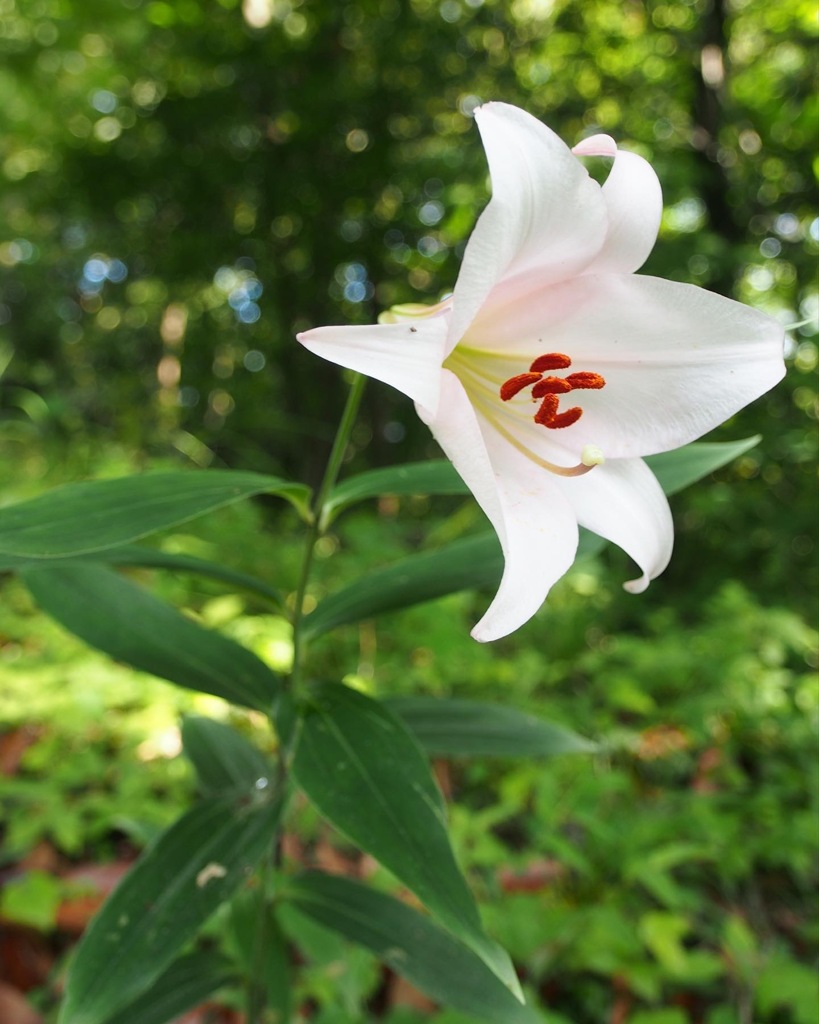 6月の花