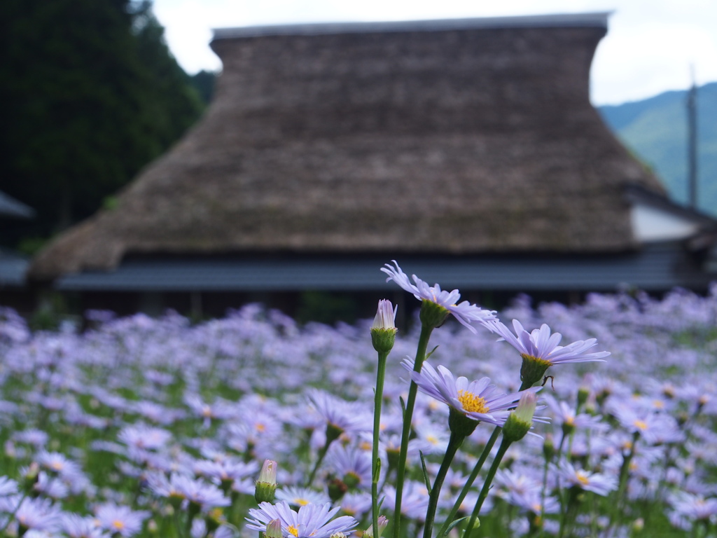 北山友禅菊の里