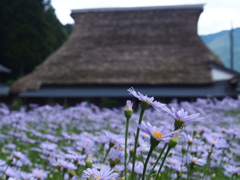 北山友禅菊の里
