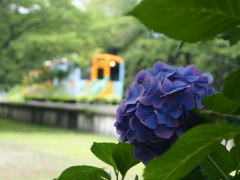 樽見鉄道と紫陽花