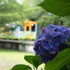 樽見鉄道と紫陽花
