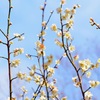 春爛漫