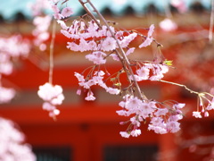 平安神宮