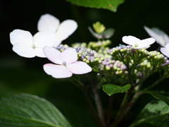 紫陽花