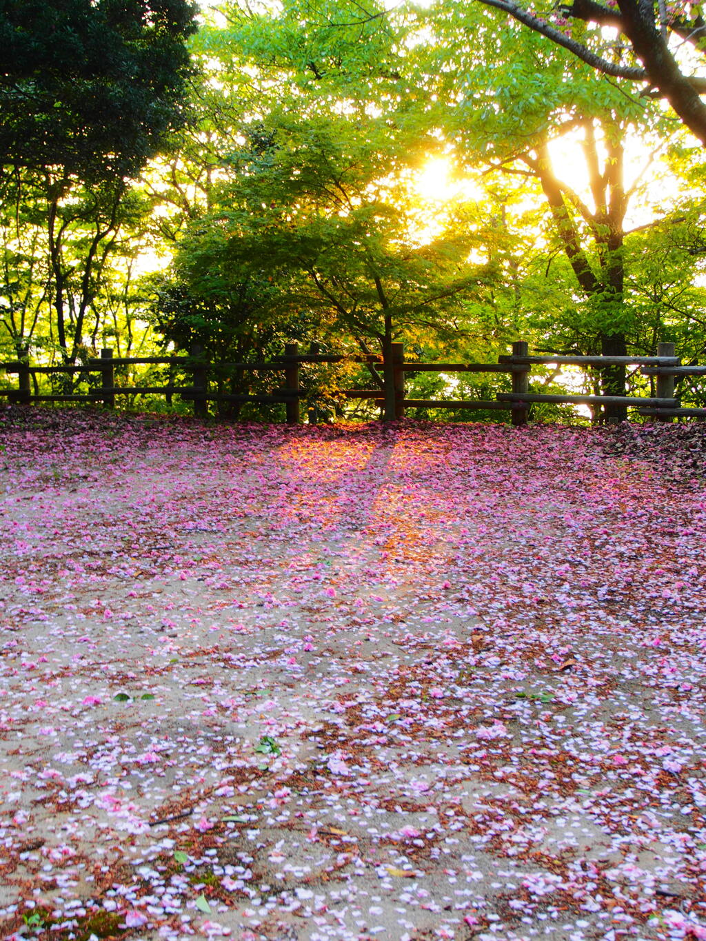 名残り花弁