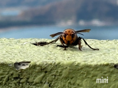 展望台で日向ぼっこ