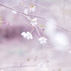 キンキマメザクラ
