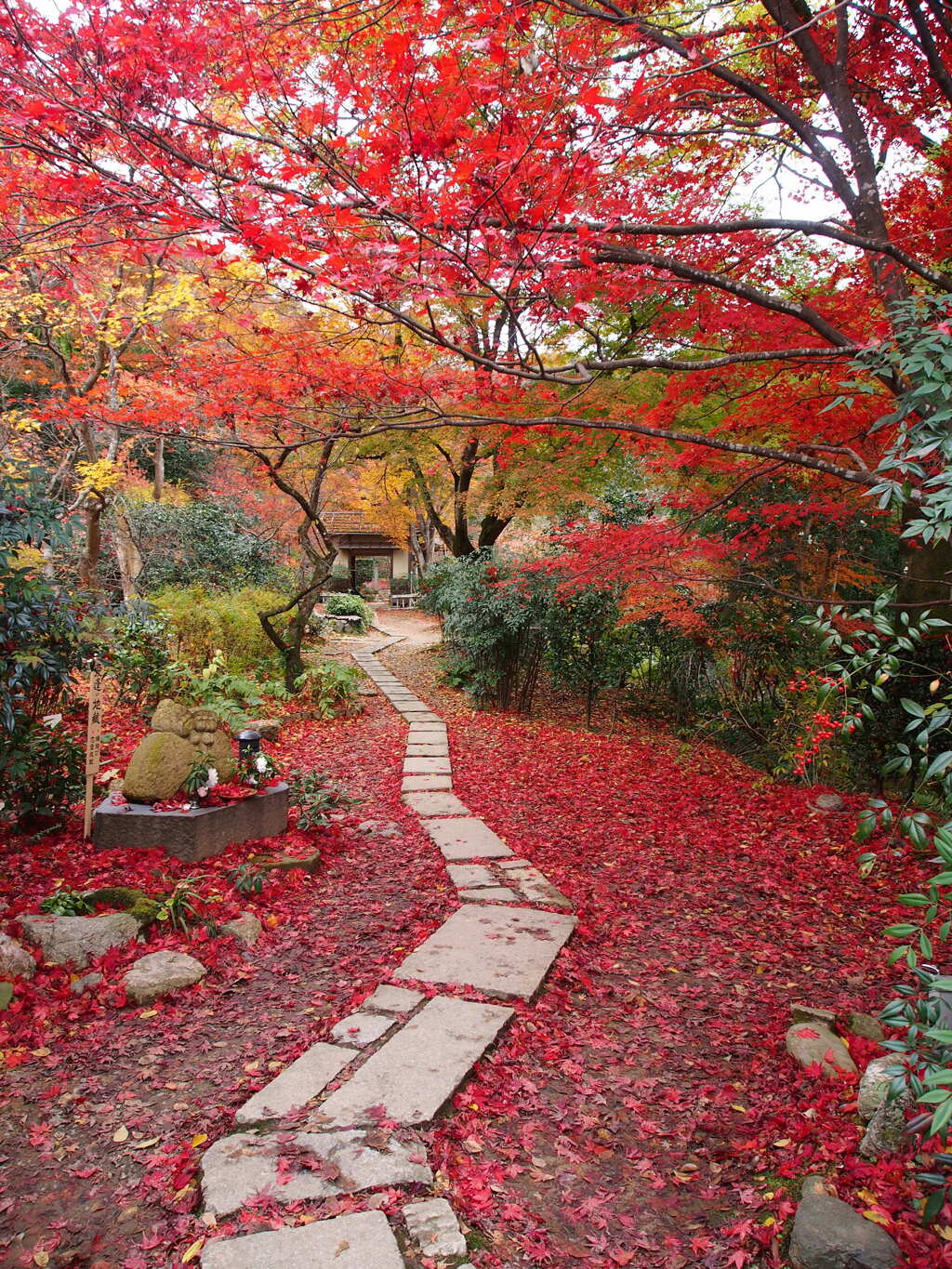 落紅葉