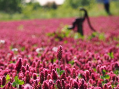 ストロベリーキャンドル