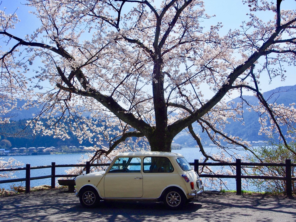 miniと桜