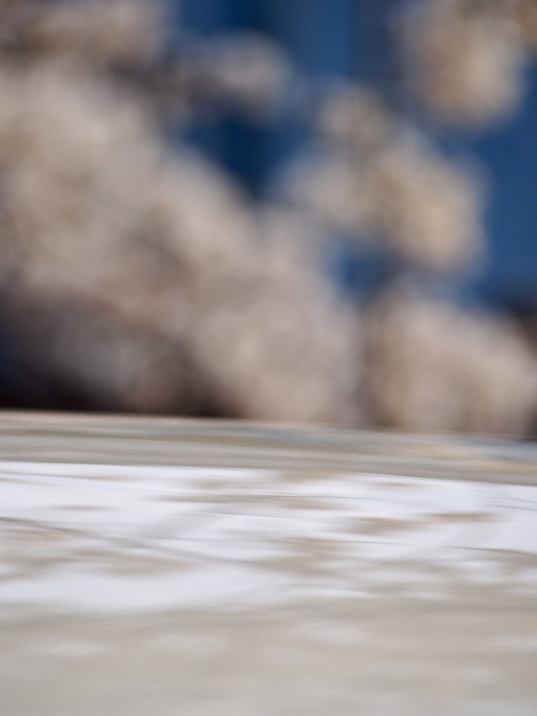 miniと桜
