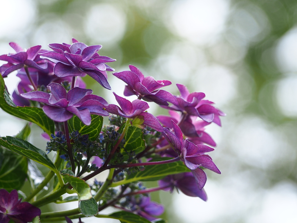 路地で見つけた！