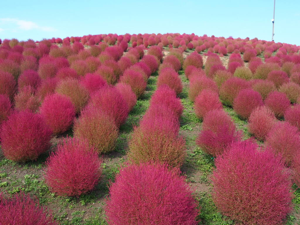 箱館山コキアパーク