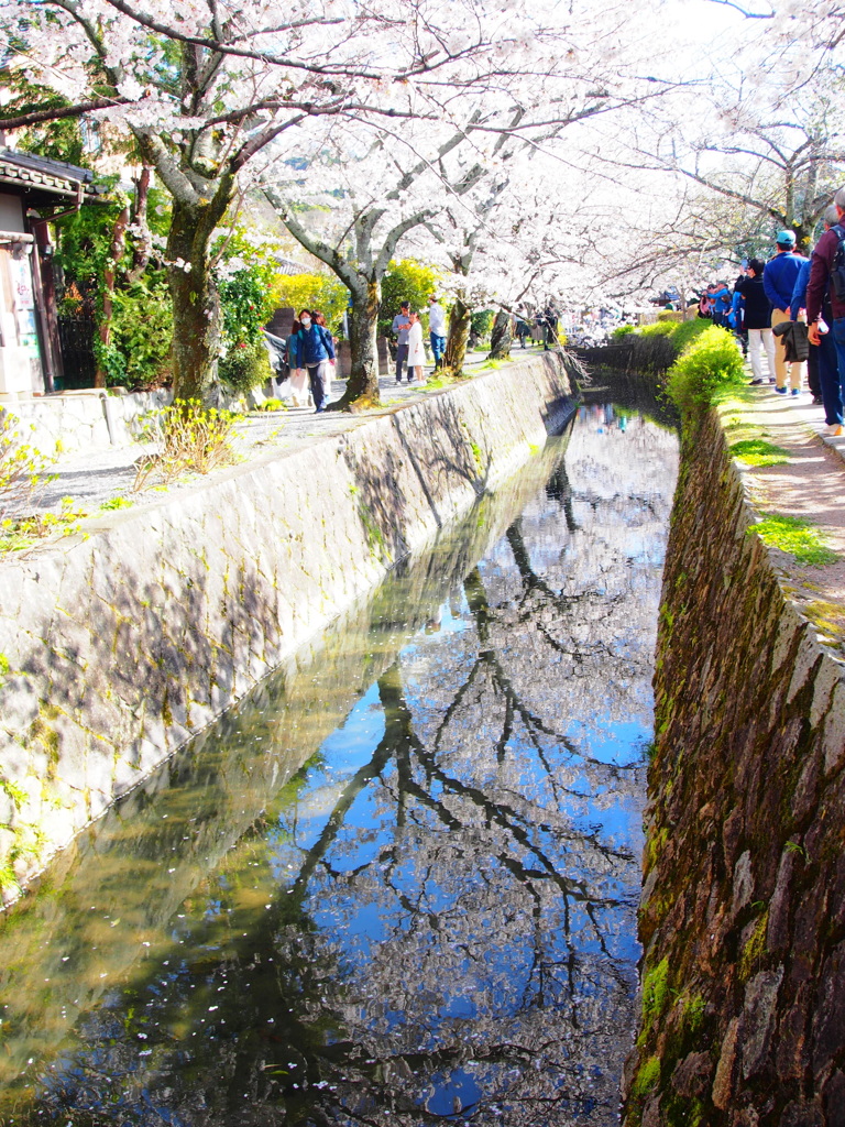 哲学の道