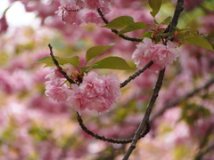 桜大好き！
