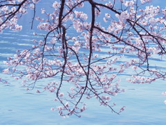奥琵琶湖の桜