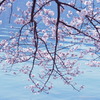 奥琵琶湖の桜