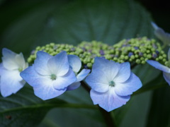 がく紫陽花