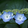 がく紫陽花