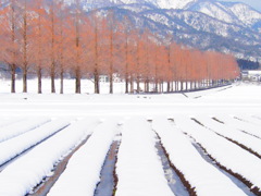 雪が降ったぞい！