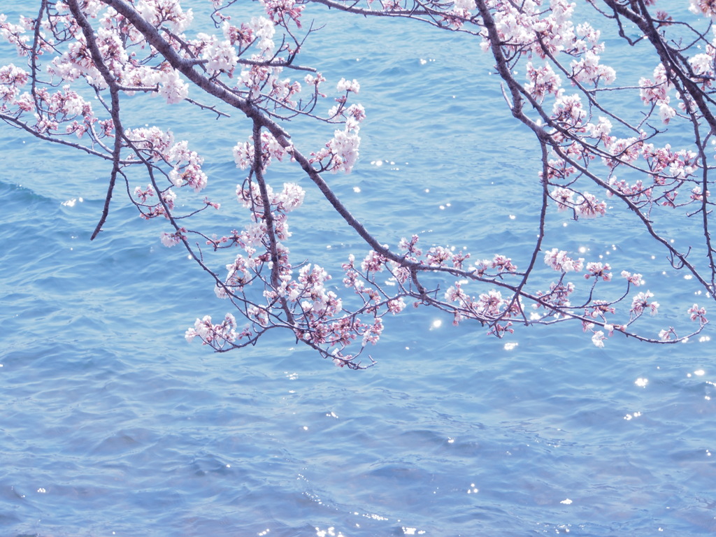 海津大崎の桜