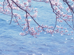 海津大崎の桜