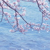 海津大崎の桜