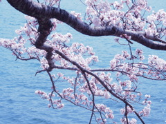 サクラ