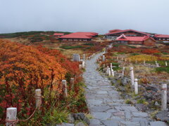白山紅葉