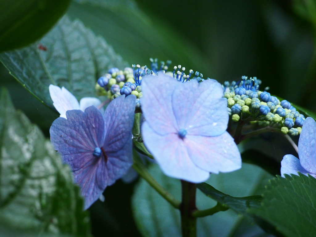 ガク紫陽花