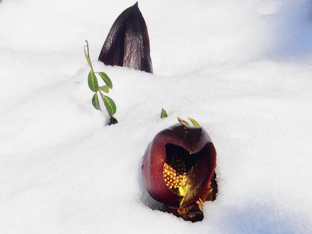 雪の中からこんにちわ！