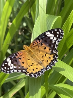 中池見湿地　蝶