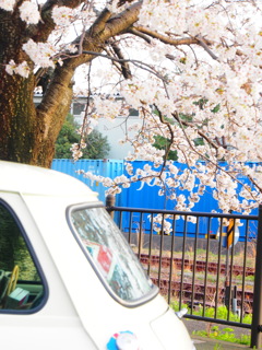 miniちゃんと桜と貨物駅