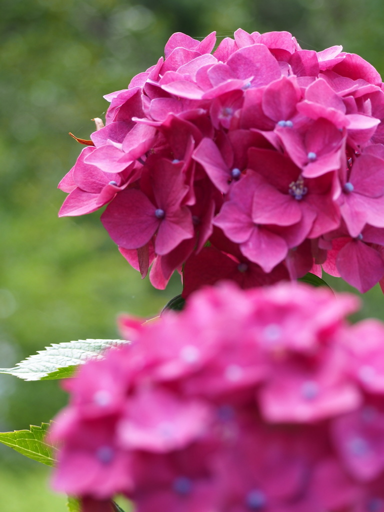 紫陽花　ピンク